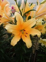 [5178 Valverde Mak No01.JPG]